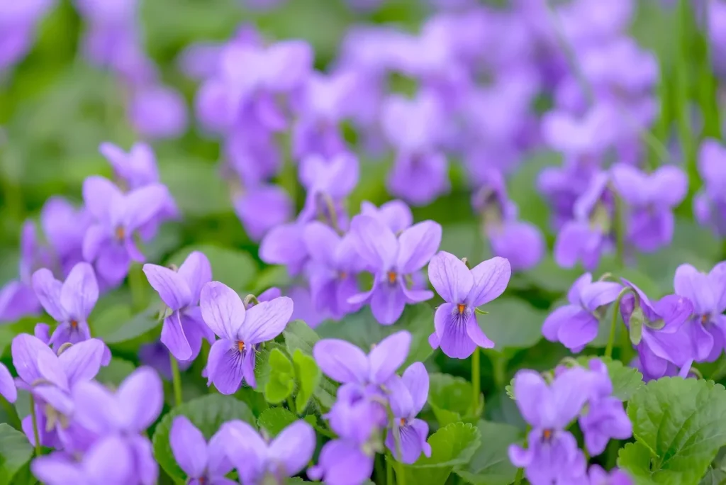 Perenne terreno che copre le piante per punti ombreggiati nel giardino. Specie coltivate meno comuni