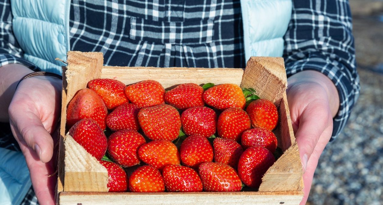 Ei spun că vând căpșuni poloneze? Verificați -l și nu veți fi păcălit de bazar