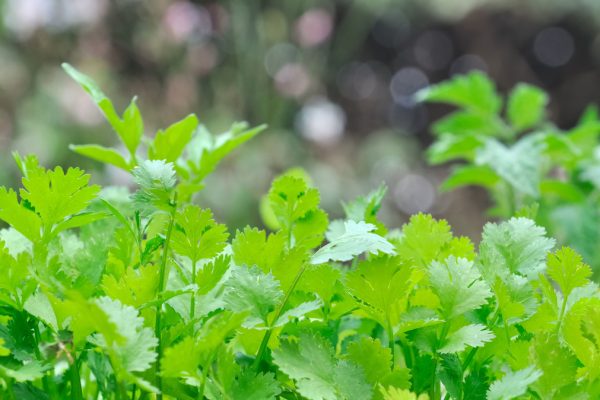 Puteți crește una dintre cele mai sănătoase plante de pe pervaz. Seniorii ar trebui să mănânce în mod regulat