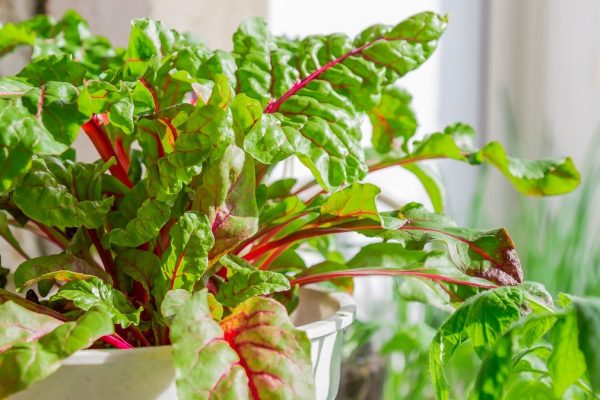 Este prietenos pentru inimă și bine atunci când slăbește. Vei face o supă din ea și vei adăuga la salată