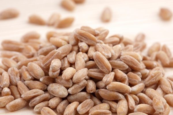 Grabul antic revine în favoare. Are o mulțime de vitamine și un probiotic natural care apare în laptele mamei
